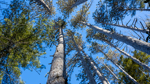 Look to the Sky - Photo by Tim Abbuhl