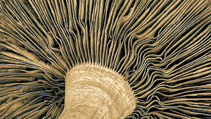 Class B 2nd: Looking Up at a Mushroom by Pamela Carter