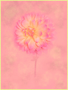 Class A HM: Lovely Dahlia by Mark Tegtmeier