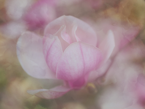 Class B HM: Magnificent Magnolia by Lisa Willsey