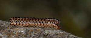 Salon HM: Making More Millipedes by Bob Ferrante