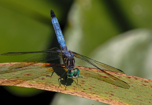 Male Blue Dasher - Photo by Linda Fickinger