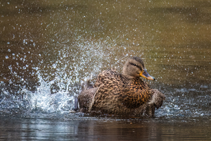 Salon HM: Mallard Enjoying A Bath by Lorraine Cosgrove