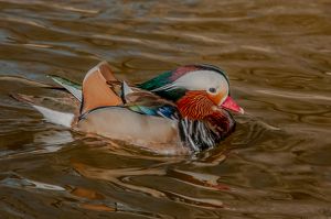 Class A 2nd: Mandarin Glow-up by Linda Fickinger