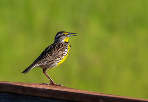 Meadowlark's Morning Song - Photo by Eric Wolfe