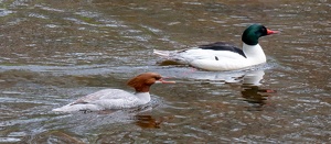 Merganser - Photo by David Hughes