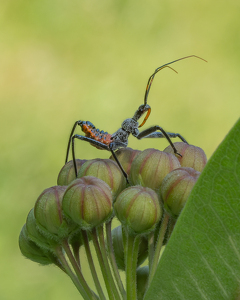 Salon HM: Milkweed Assassin Larva by Bob Ferrante