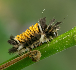 Salon HM: Milkweed Tussock by Bob Ferrante