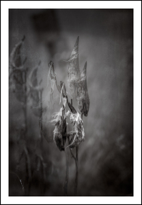 milkweed - Photo by John Parisi