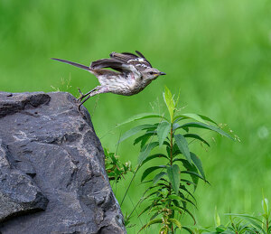 Salon HM: Mockingbird Liftoff by John Straub