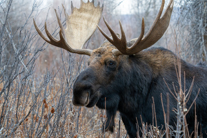 Class A HM: Moose by Alison Wilcox