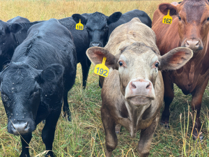 Mooving Conversation - Photo by Scott Ramsay