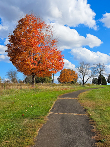 Morning Walk Cell Phone Snap - Photo by Marylou Lavoie