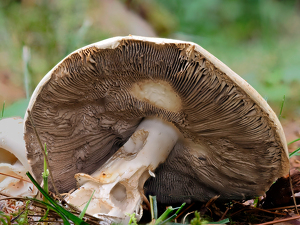 Salon 2nd: Mushroom by Frank Zaremba MNEC