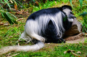 My Favorite Pillow - Photo by Richard Busch