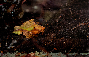 Nature Imitates Nature - Photo by Linda Miller-Gargano