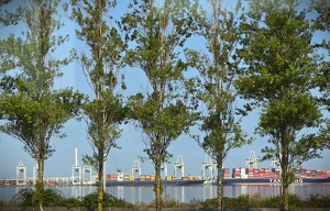 Nature vs. Industry - Photo by Liz Borajkiewicz