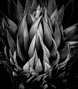 Class B 1st: Nature's Blades by Amy Keith