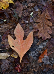 Natureâs October Signature - Photo by Cheryl Picard