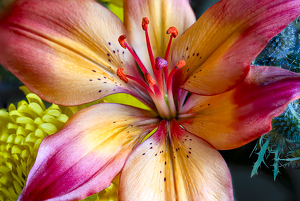 Class B HM: Neon Anthers by Lisa Willsey