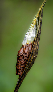 Next Generation - Photo by Bob Ferrante