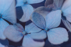 Nothing Compares to Spring Colors - Photo by Ben Parisi