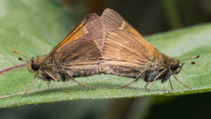 Class A 1st: On A Leaf Built For Two by Karin Lessard