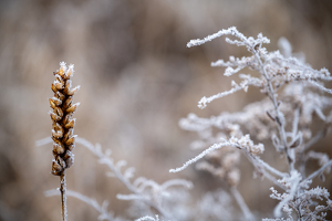 One Frosty Morning - Photo by Edie Ryba
