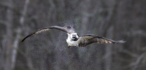 Class A 2nd: Osprey Shaking Off After a Dive by Nancy Schumann