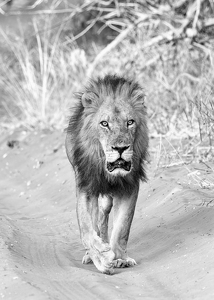 Out For a Stroll - Photo by Nancy Schumann