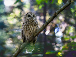 Owl on the Prowl - Photo by Alison Wilcox