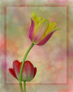Class A HM: Pastel Tulip Study by Linda Fickinger