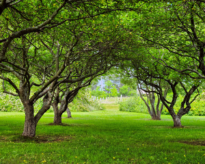 Pathway Through The Woods - Photo by Bill Latournes