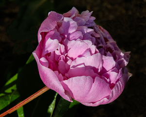 Peony - Photo by Bill Latournes