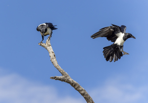 Pied Crows - Photo by Nancy Schumann