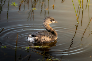 Class A 1st: Pied-billed Grebe by Chris Wilcox