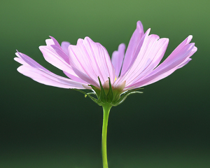 Pink and Green - Photo by Ian Veitzer