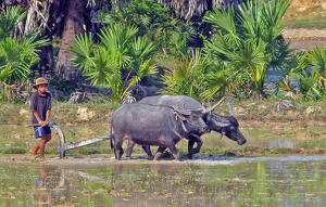 Plowing a Cambodian Rice Paddy - Photo by Louis Arthur Norton