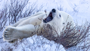 Class A 1st: Polar Bear Plays in Willow Sprouts by Eric Wolfe