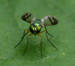 Salon 1st: Posing For Flies Illustrated by Bob Ferrante