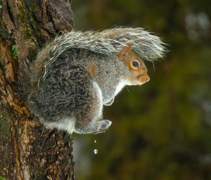 Precariously Perched in the Rain - Photo by Edie Ryba