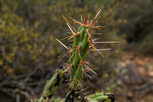 Prickly Pear Cactus - Photo by Jim Patrina