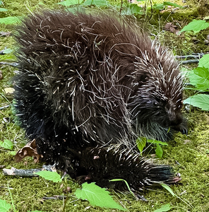 Prickly Simsbury Porcupine Posing - Photo by Louis Arthur Norton