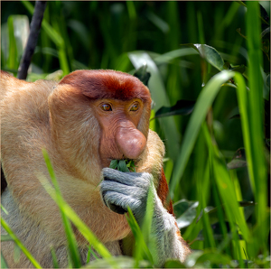 Salon 2nd: Proboscis Monkey with the Munchies by Susan Case