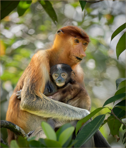 Salon 2nd: Proboscis Monkeys - Momma and Baby by Susan Case