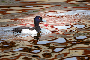 Psychedelic Duck - Photo by Janice Oliveri