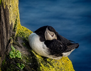 Salon 2nd: Puffin on a Ledge by John McGarry
