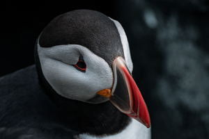 Salon HM: Puffin portrait by Chris Wilcox