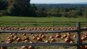 Pumpkin Picking Place - Photo by Jim Patrina