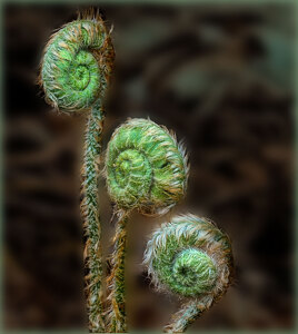 Salon 2nd: Punk Rock Fiddleheads by John Straub